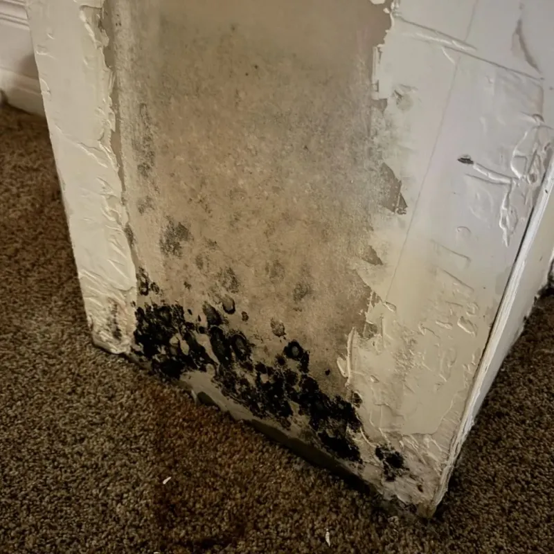 Professional Mold Removal in Ludington, MI